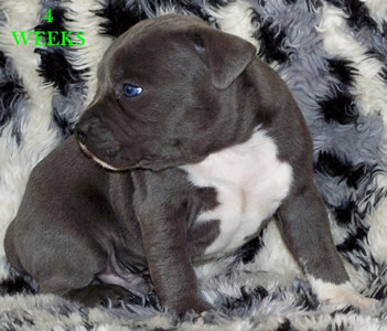 DDDawgs Skull Crusher